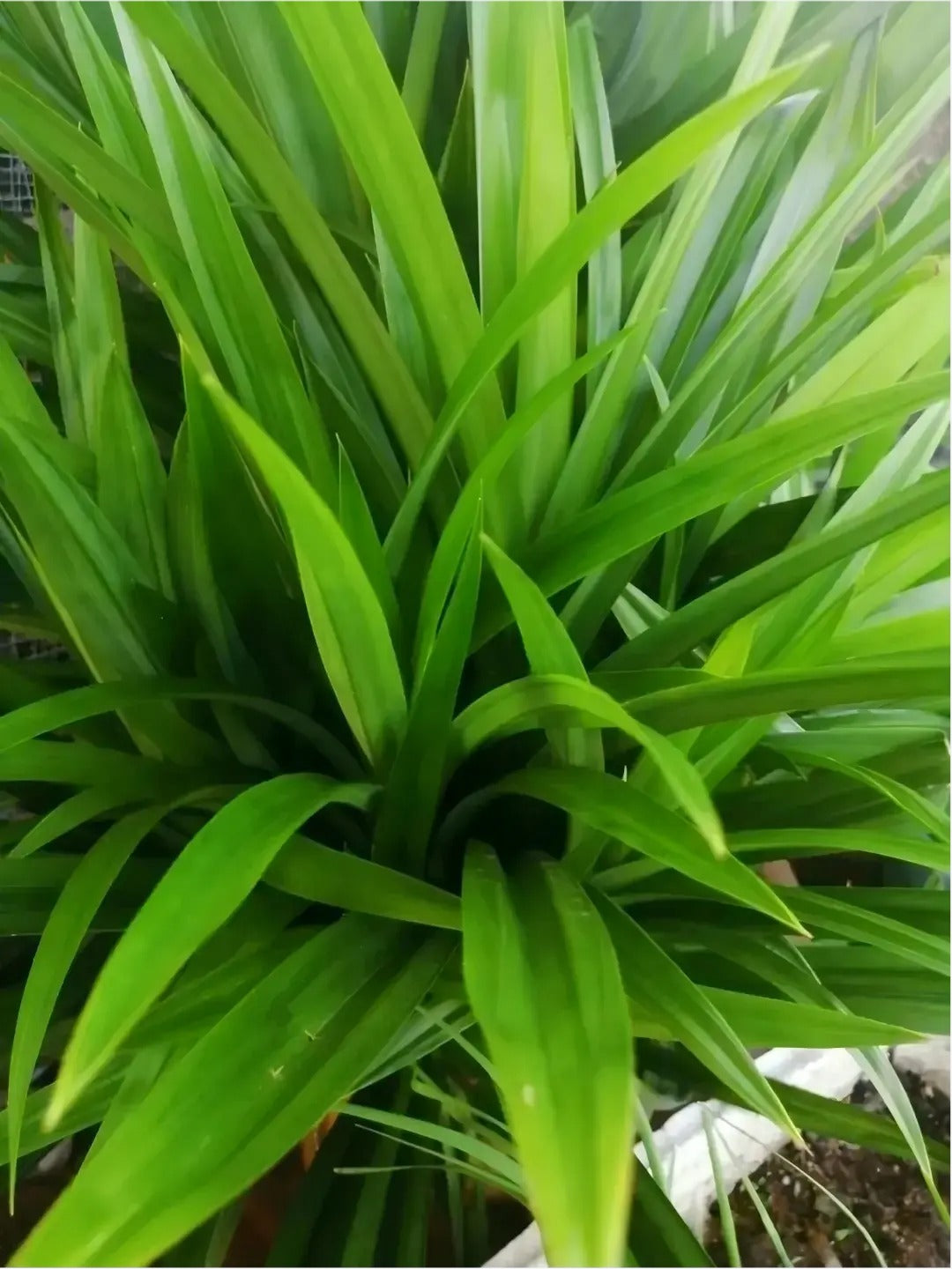 Poudre de Pandan Naturelle – Qualité premium