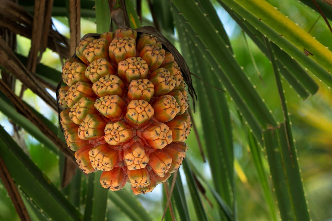 Plante Pandanus tectorius en gros plan dans un jardin tropical