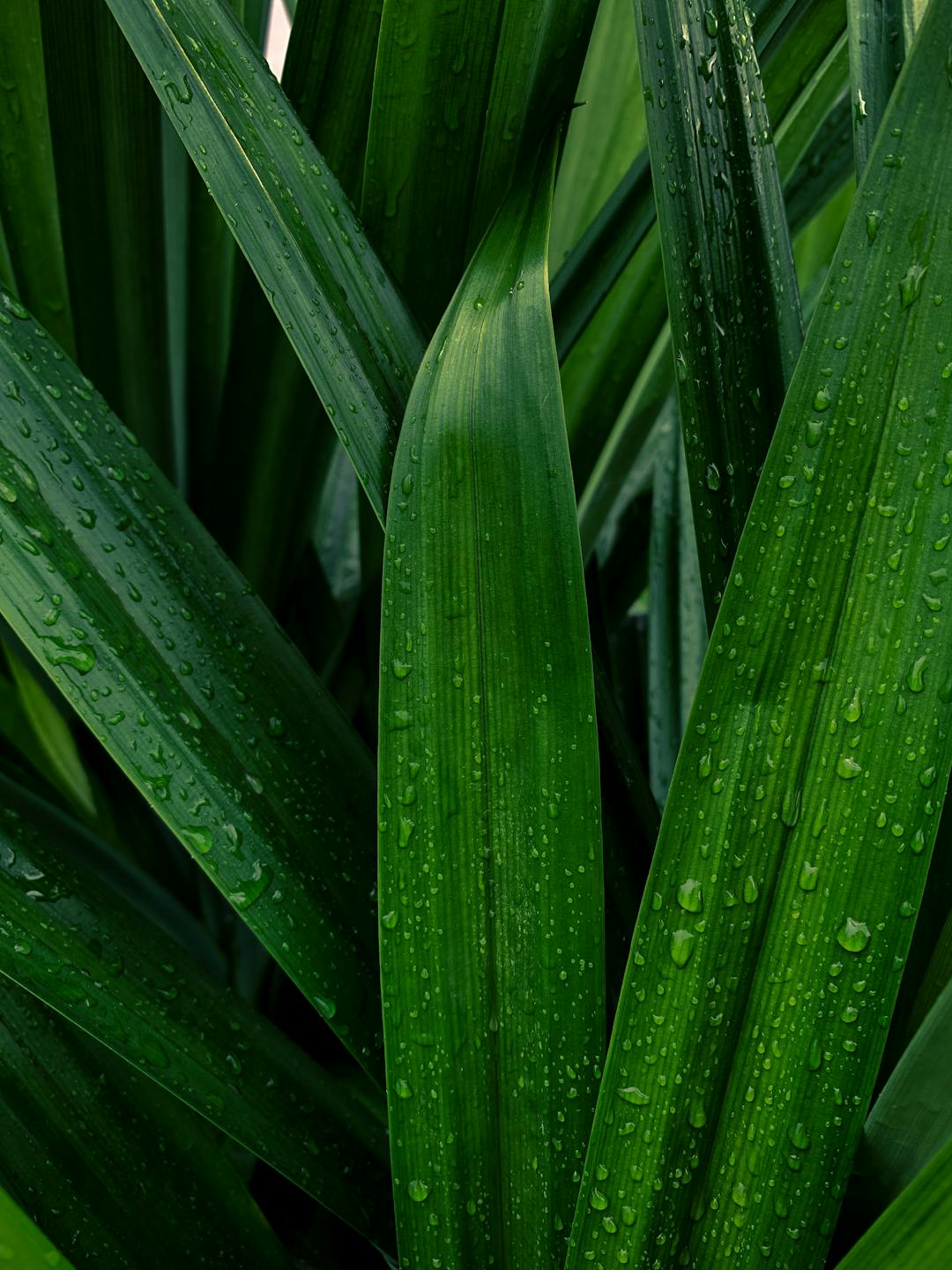 Feuilles de pandan fraîches avec gouttelettes d'eau - usages traditionnels